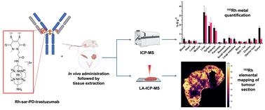 Mass spectrometric imaging and quantitative analysis of the in vivo biodistribution of trastuzumab using a rhodium(iii) sarcophagine complex