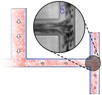 Impact of sequential bifurcations on the cell-free layer of healthy and rigid red blood cells
