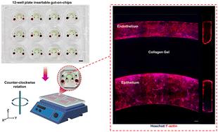 Orbital shaker-driven gut-on-a-chip platform for drug-induced permeability and microenvironment studies