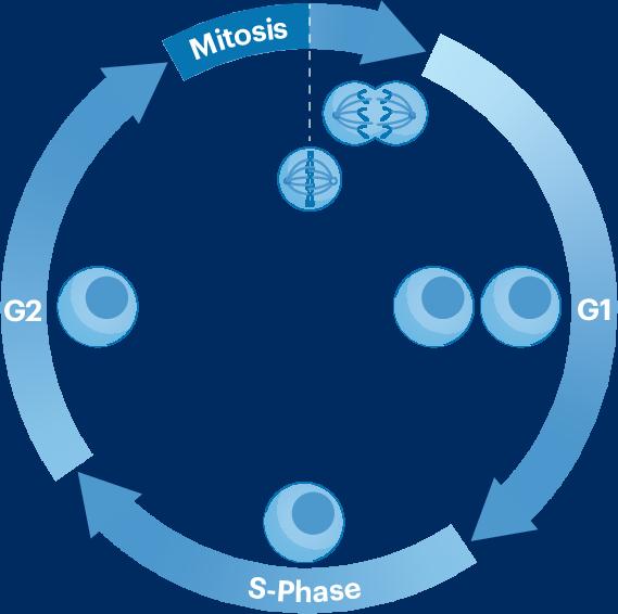 Snoozing APC/C for a sweet cell cycle entry