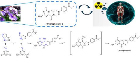 Total synthesis of orychophragine D via intramolecular Mitsunobu reaction and its radioprotective activity