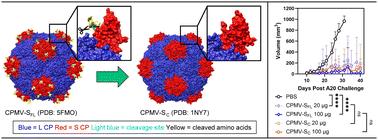 Structure-function relationship of S protein cleavage in cowpea mosaic virus intratumoral immunotherapy
