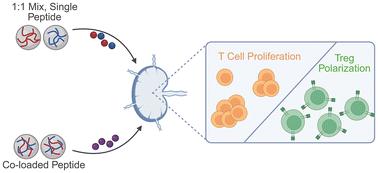 Regulation of response to antigen peptides is independent of peptide distribution in lymph node therapeutics