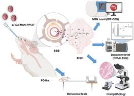A novel nanocomposite Lf-DA-MSN-PF127 aided the delivery of dopamine for the treatment of Parkinson's disease in a rat model