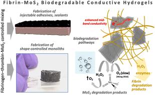 Fibrin/MoS2-nanosheet conductive hydrogels with programmed time scales and pathways for bioresorption