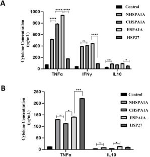 Unveiling the Immunostimulatory Potential of the HSPA1A Mini-Chaperones Compared to the HSPA1A and HSP27 Chaperones: In Silico and In Vitro Insights for Vaccine Development