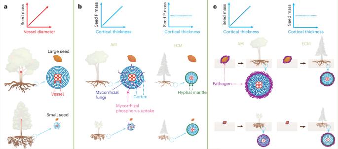 Arbuscular mycorrhizal association regulates global root–seed coordination