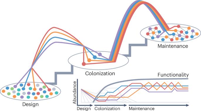 Applying ecological principles to microbiome engineering