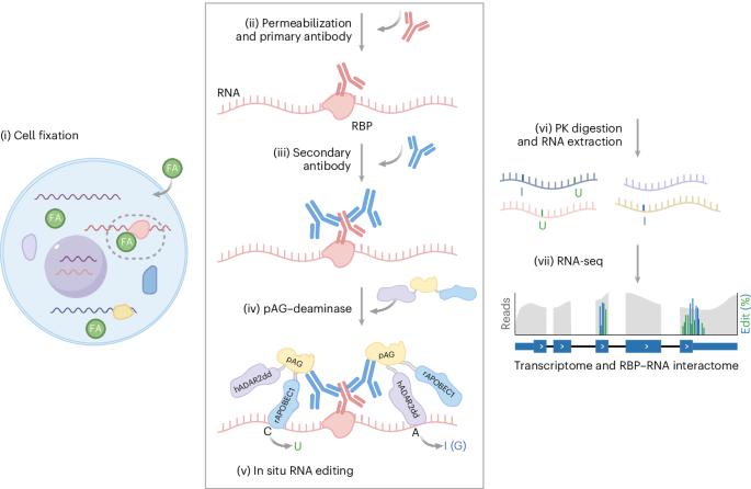 MAPIT-seq reveals both RBP targets and transcriptome-wide gene expression profiles