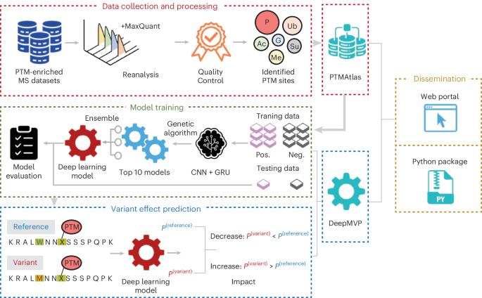 DeepMVP: deep learning models trained on high-quality data accurately predict PTM sites and variant-induced alterations