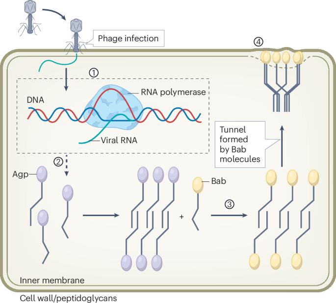 Amyloids in bacterial antiphage defence