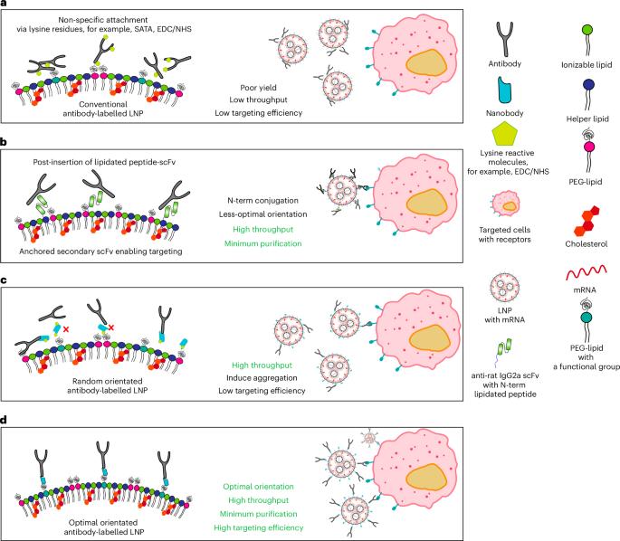 A versatile antibody capture system drives specific in vivo delivery of mRNA-loaded lipid nanoparticles