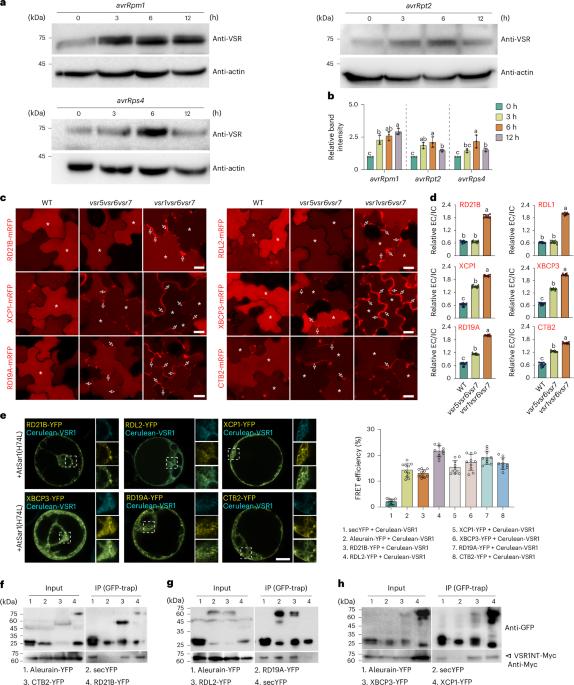 Vacuolar sorting receptors coordinate lytic vacuolar and autophagic transport for plant effector-triggered immunity
