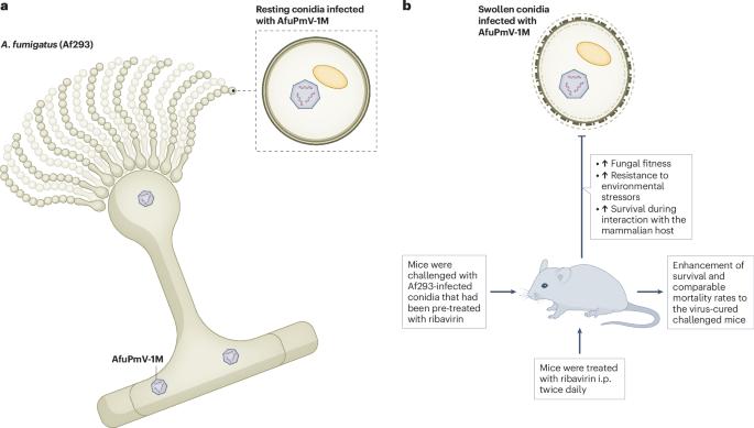 Mycoviruses steer fungal fitness