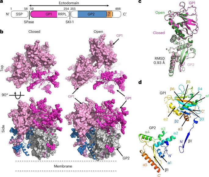Metal-induced conformational changes in the Sabiá virus spike complex