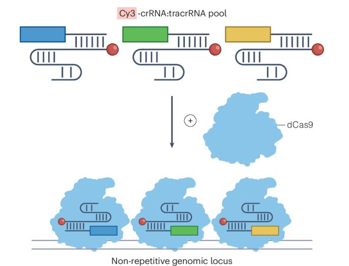 Enhancing CRISPR DNA imaging