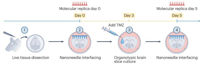 Spatiotemporal lipidomics in living tissue