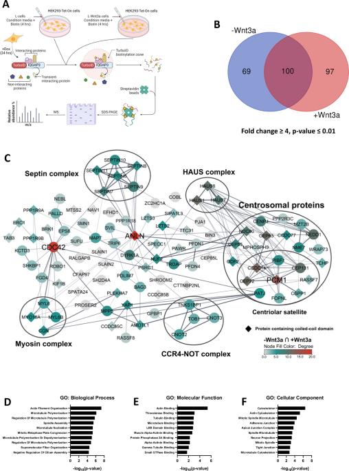 Wnt target IQGAP3 promotes Wnt signaling via disrupting Axin1-CK1α interaction