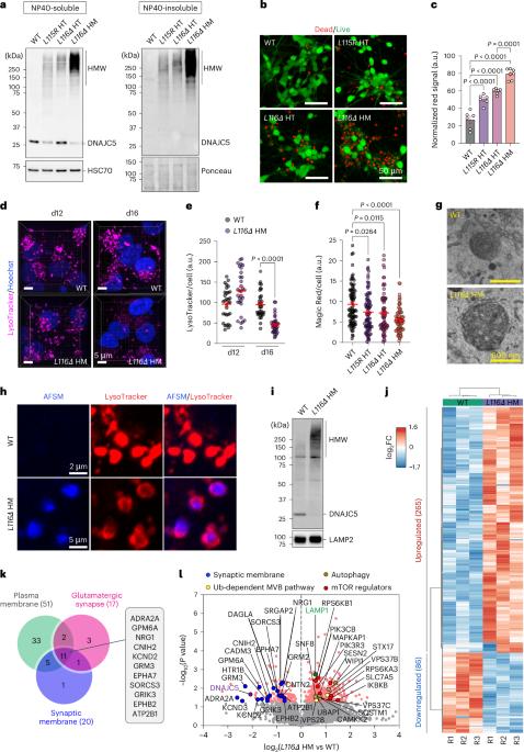 CHIP protects lysosomes from CLN4 mutant-induced membrane damage