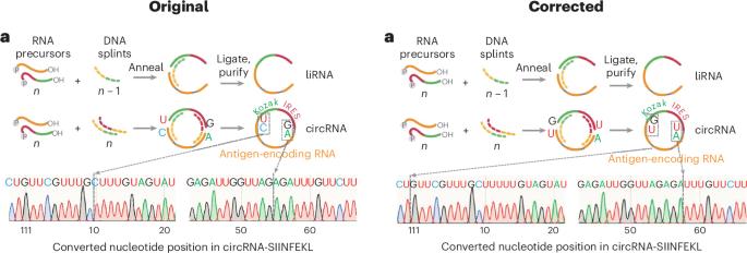 Author Correction: Small circular RNAs as vaccines for cancer immunotherapy
