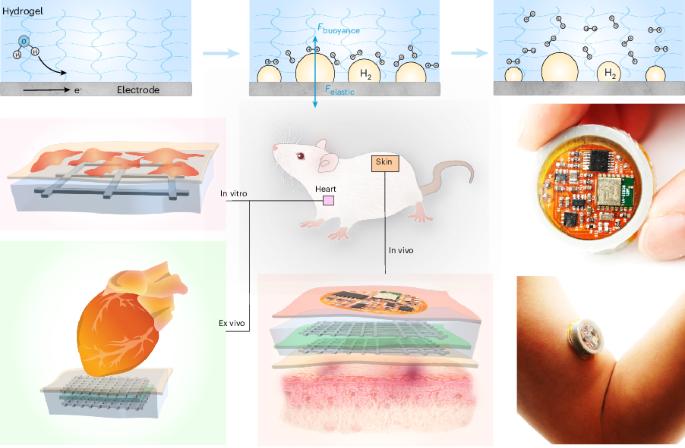 Hydrogen evolution and dynamics in hydrogel electrochemical cells for ischemia–reperfusion therapy