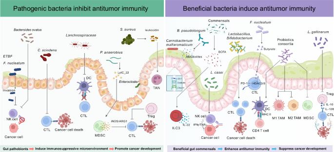 The gut microbiota in cancer immunity and immunotherapy
