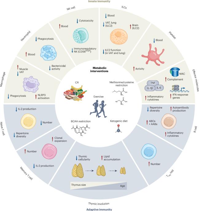 Metabolic regulation of immunological aging