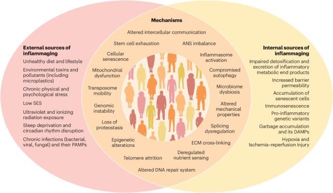 Toward precision interventions and metrics of inflammaging