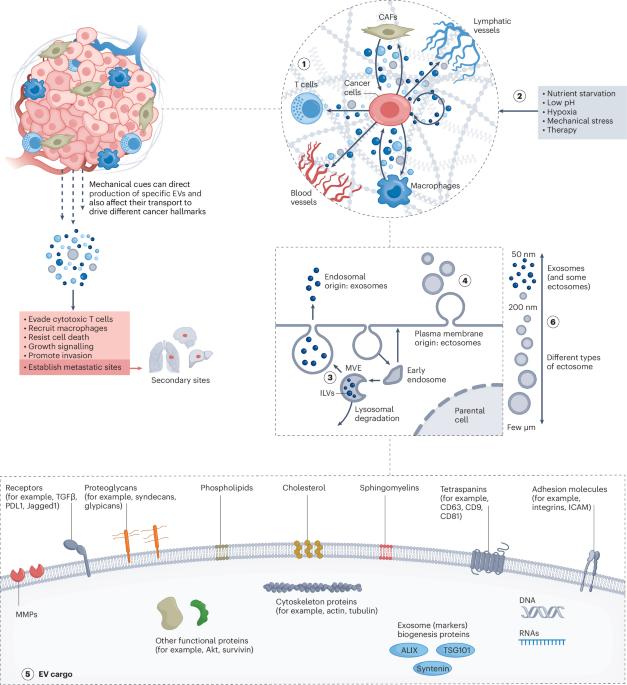 Mechanical regulation of extracellular vesicle activity during tumour progression