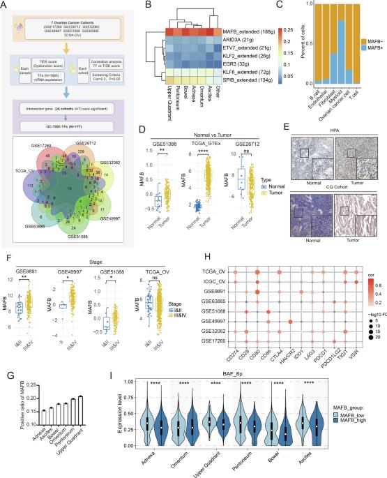 Activated MAFB in ovarian cancer promotes cytoskeletal remodeling and immune microenvironment suppression by interfering with m6A modifications through WTAP competition