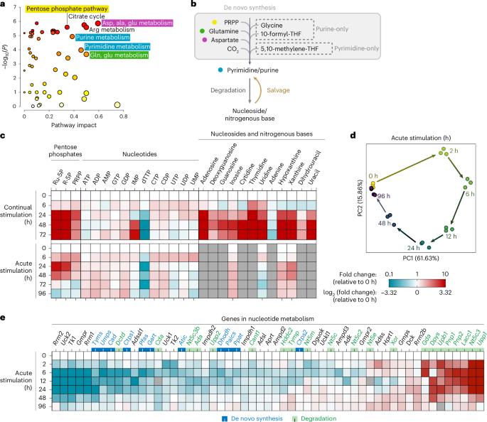 Classically activated macrophages undergo functionally significant nucleotide metabolism remodelling driven by nitric oxide