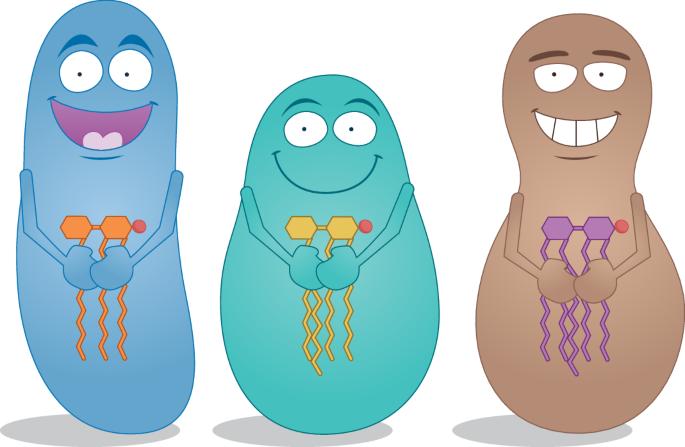 Commensal glycolipid structure shapes gut immunity