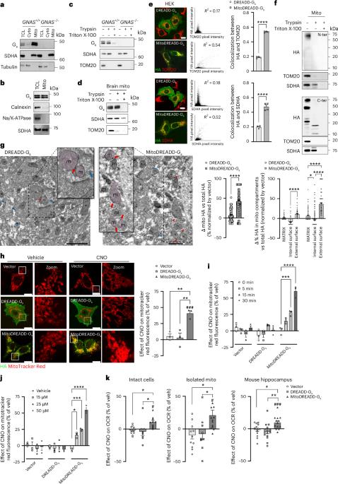 Potentiation of mitochondrial function by mitoDREADD-Gs reverses pharmacological and neurodegenerative cognitive impairment in mice