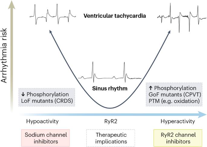 Finding the right balance of RyR2 phosphorylation for arrhythmia prevention