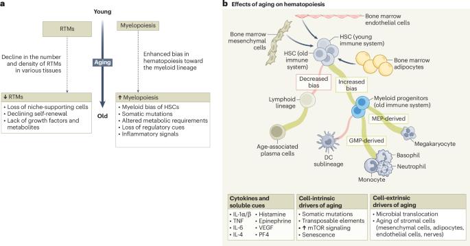 Restoring resident tissue macrophages to combat aging and cancer