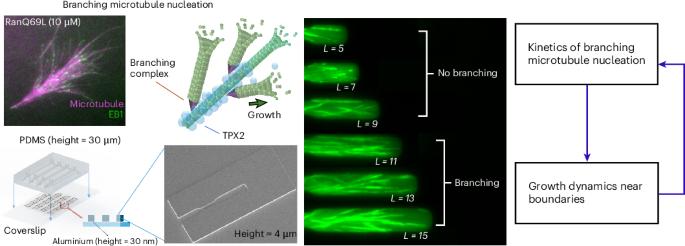 Boundary-sensing mechanism in branched microtubule networks