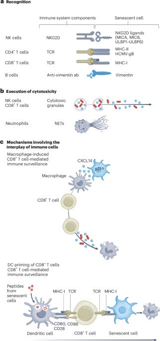 Immune surveillance of senescent cells in aging and disease