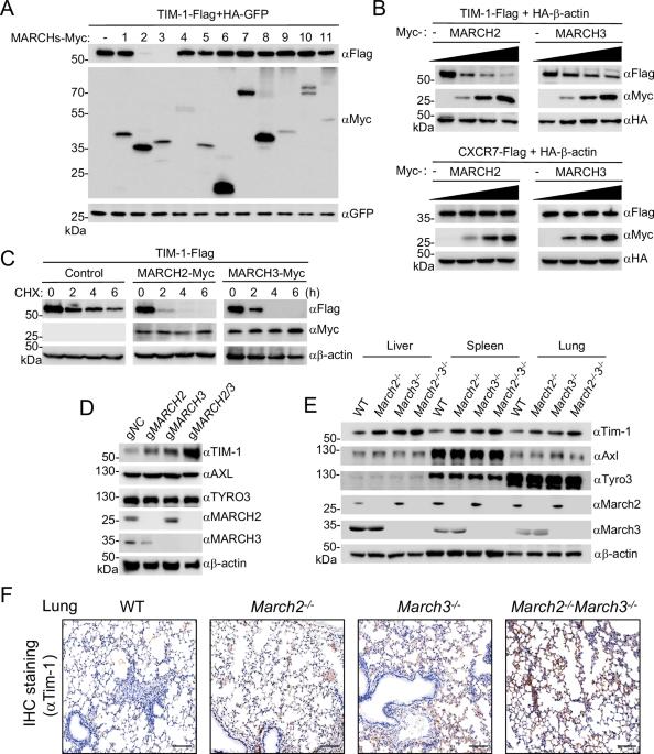 The membrane-associated ubiquitin ligases MARCH2 and MARCH3 target TIM-1 to limit Zika virus infection