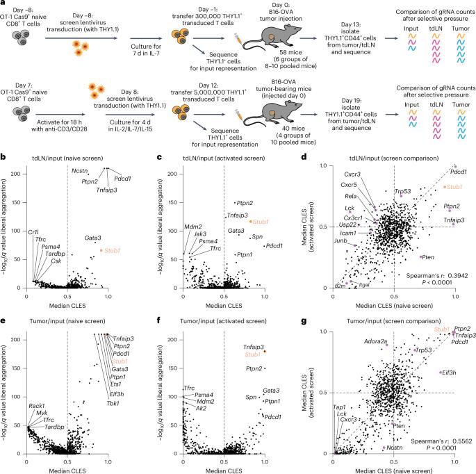 A STUB1–CHIC2 complex inhibits CD8+ T cells to restrain tumor immunity