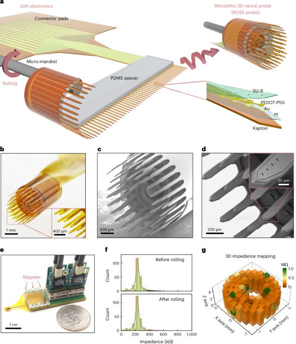 Monolithic three-dimensional neural probes from deterministic rolling of soft electronics