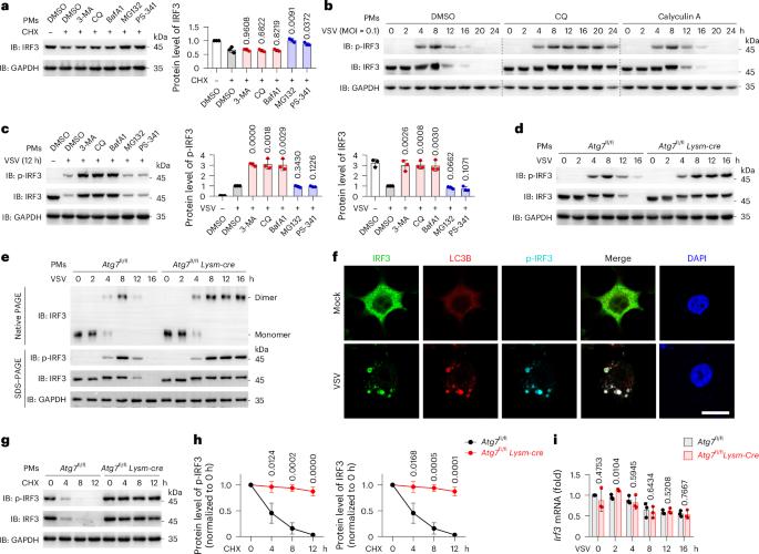 E3 ligase RAD18 targets phosphorylated IRF3 to terminate IFNB1 transcription