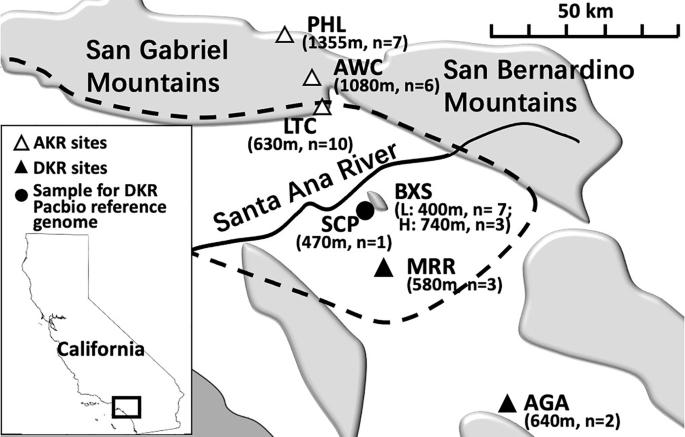 Genomic analysis of differentiation and demography of the formerly conspecific agile (Dipodomys agilis) and Dulzura (D. simulans) kangaroo rats