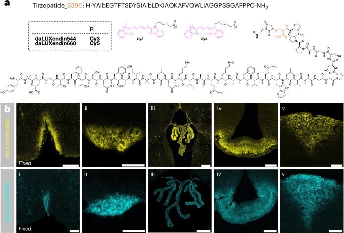 Lighting up targets of dual agonist therapies for diabetes and obesity