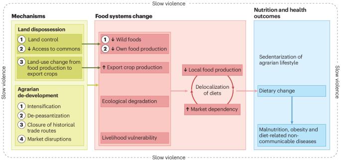 Settler colonialism de-develops food systems in protracted crises