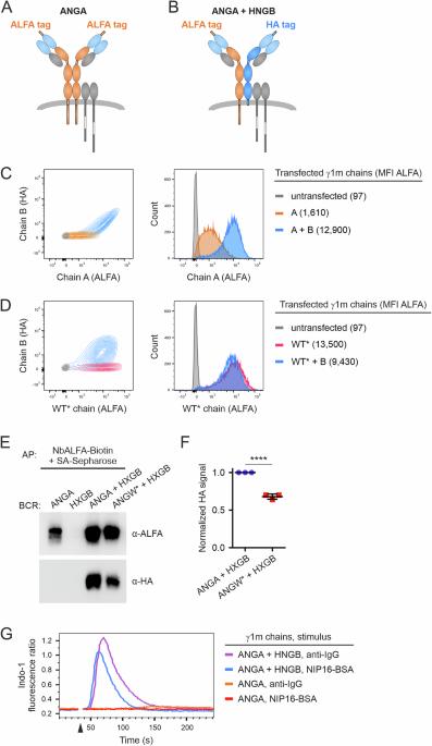 Immunoglobulin divalence promotes B-cell antigen receptor cluster scale-dependent functions