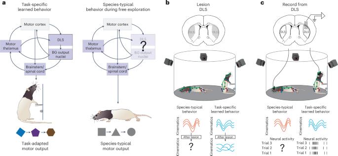 Differential kinematic coding in sensorimotor striatum across behavioral domains reflects different contributions to movement