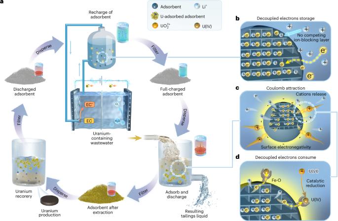 Electron-buffering rechargeable microelectrode adsorbents for rapid environmental remediation of uranium-containing wastewater