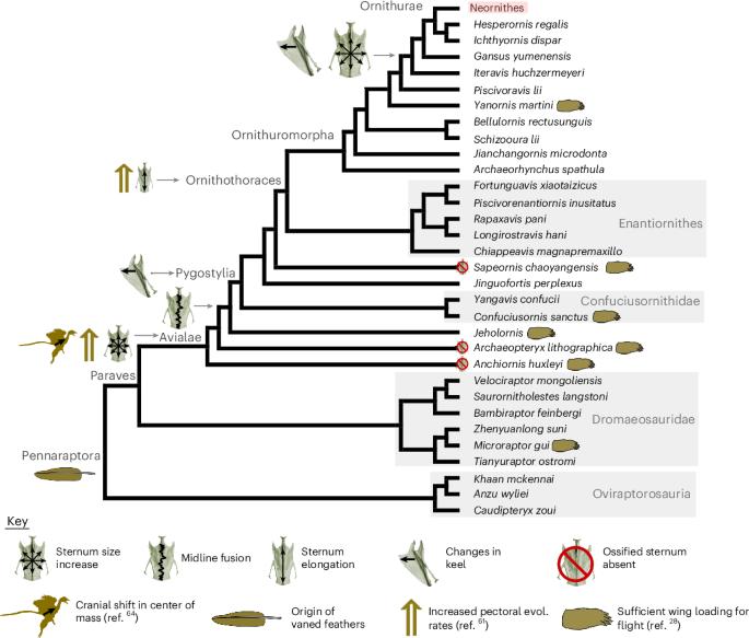 Bird sternum evolution facilitated the origins of powered flight