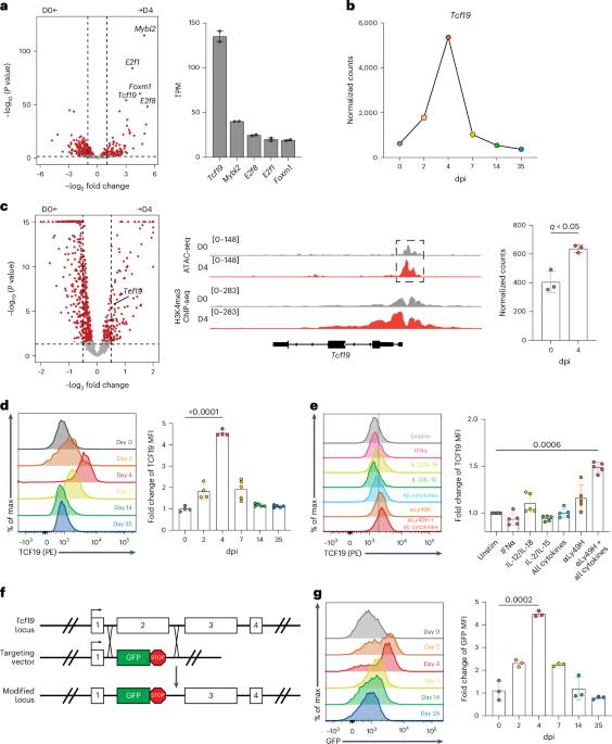 TCF19 drives a broad transcriptional program that potentiates optimal innate and adaptive functions of antiviral NK cells