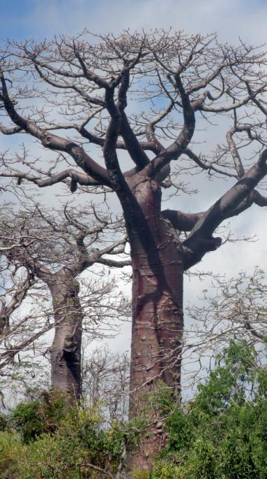 Baobab (Adansonia suarezensis)